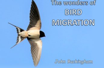 title bird migration